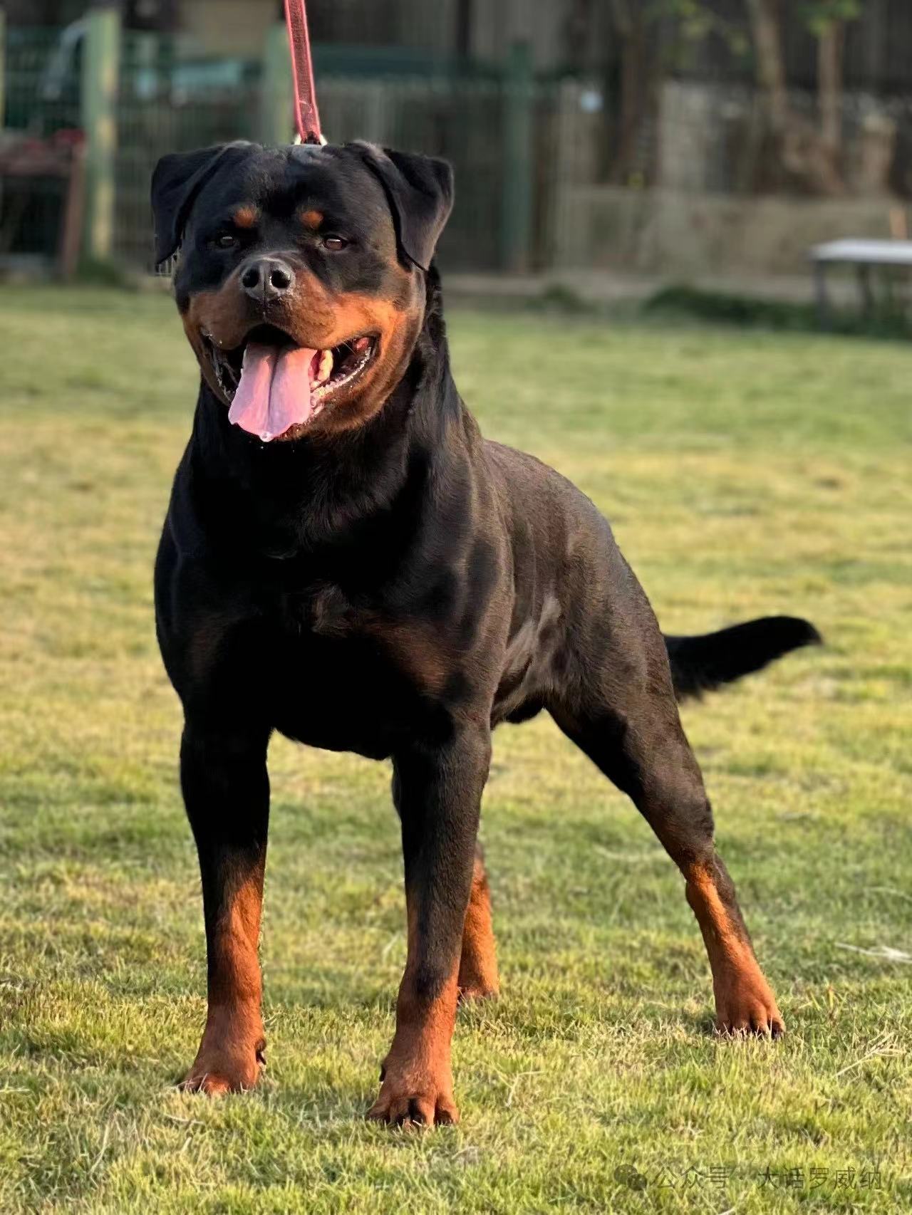 罗威纳种犬