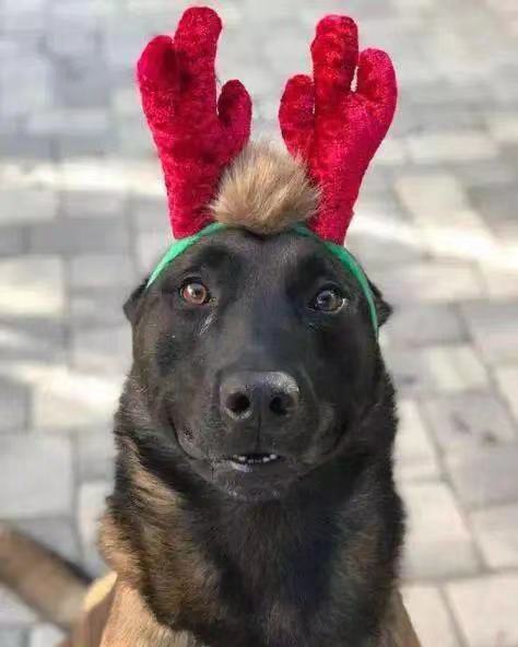军警犬资讯