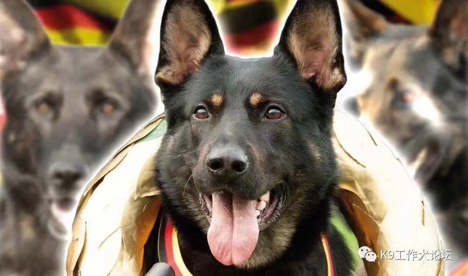 东德种犬