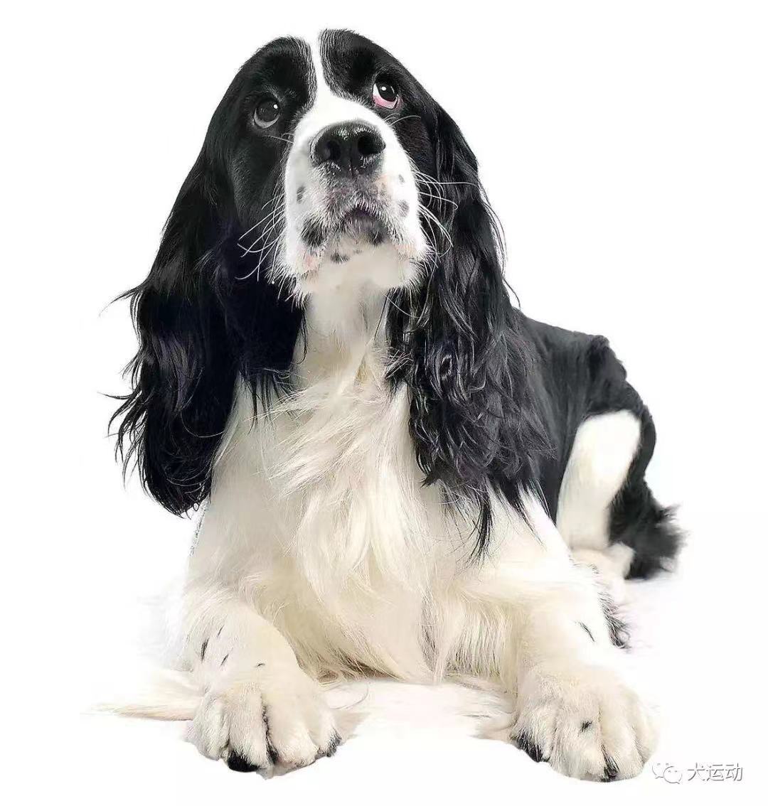 史宾格