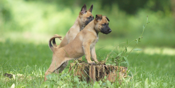 马犬