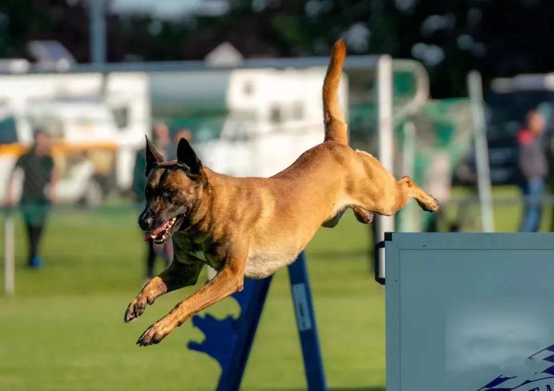 马犬种犬