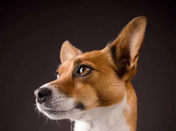 杰克牧师犬