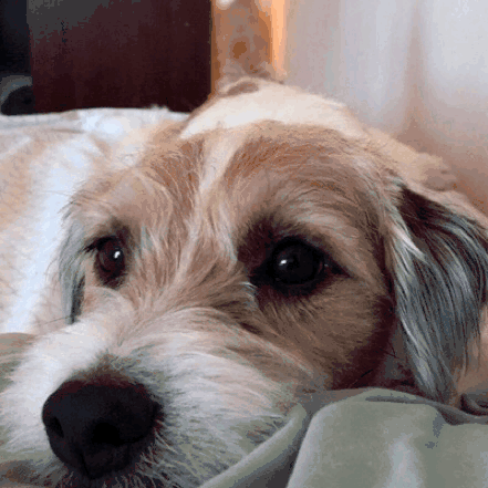 1c9bddc252e0d11adb694e4c208dc421.gif